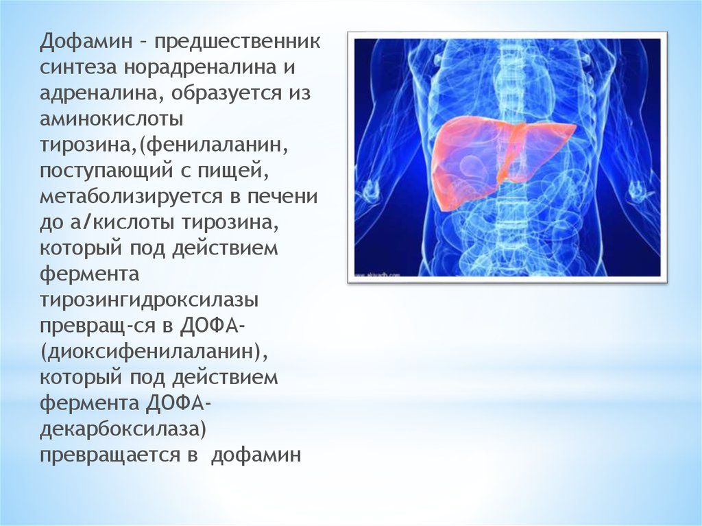 Дофаминергическая система презентация