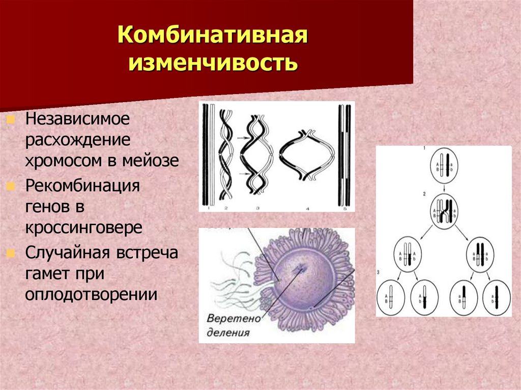 Комбинативная изменчивость это. Комбинативная изменчивость оплодотворение. Комбинативная изменчивость механизмы. Комбинативная изменчивость мейоз. Комбинативная изменчивость обусловлена.