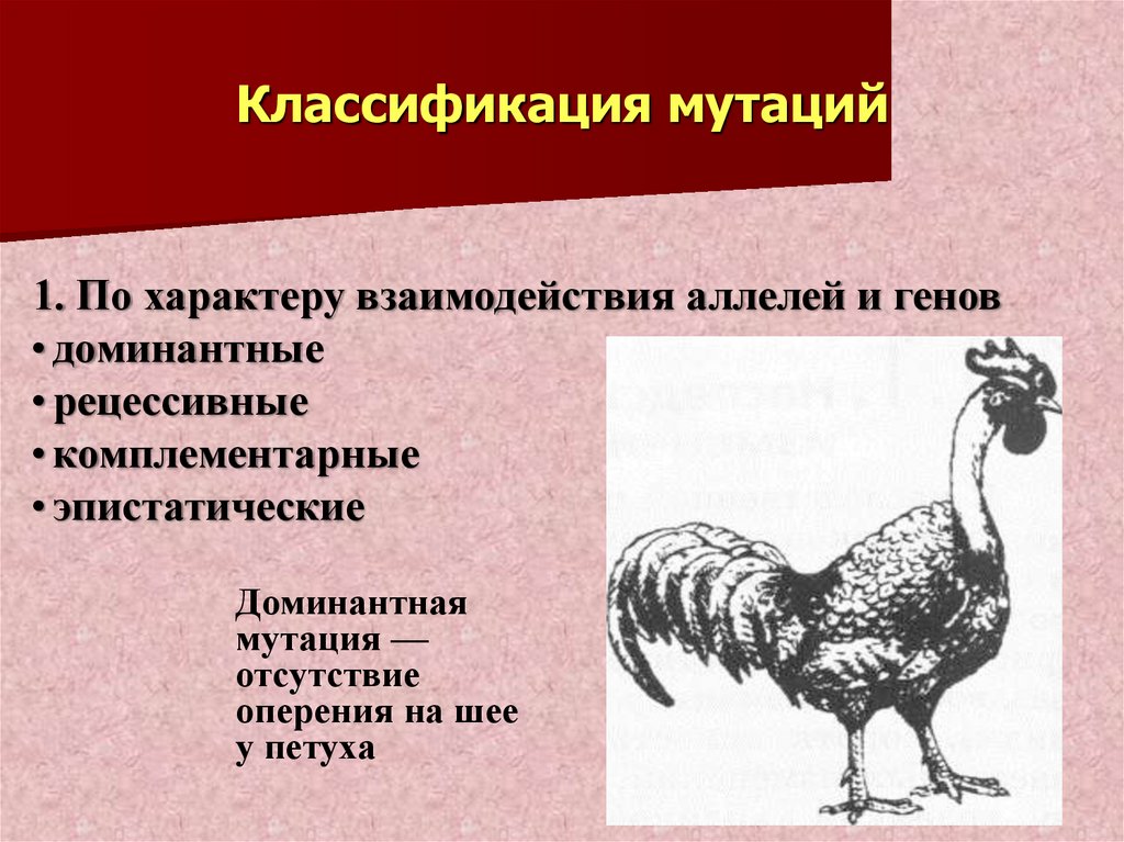 Изменчивость презентация