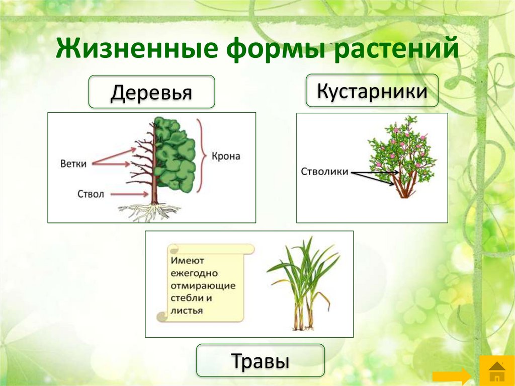 Строение дерева кустарника и травы. Жизненные Форматы растений. Дизненныеформ растений. Жизненная форма кустарник.