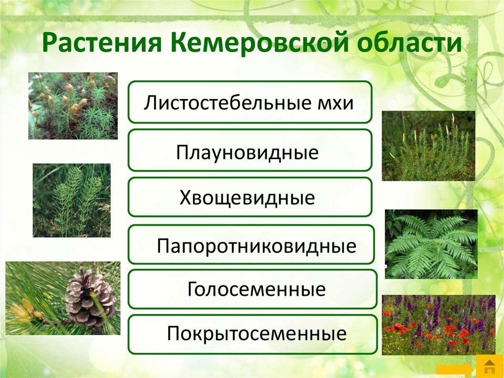 Приведите по три примера растений папоротниковидные. Растительность Кемеровской области. Растения Кузбасса. Травы Кемеровской области.