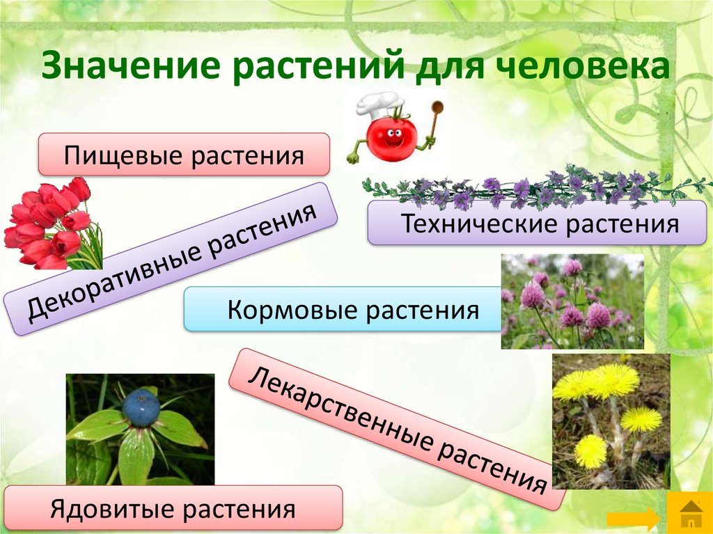 Высшие растения значение