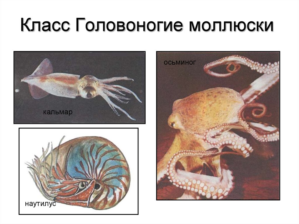 Представители головоногих. Класс головоногих моллюсков. Класс головоногие кальмары. Общая характеристика головоногих моллюсков. 7кл класс головоногие моллюски.