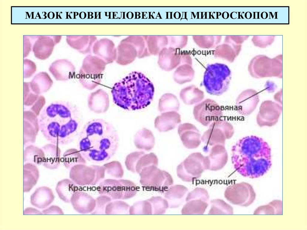 Митоз клеток крови. Моноциты микроскопия. Моноцит в мазке крови под микроскопом. Моноциты в мазке крови. Мазок крови человека лейкоциты.