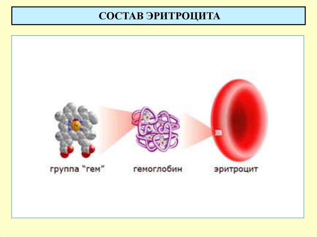 Эритроциты состав. Функции эритроцитов физиология. Гемоглобин. Состав эритроцитов. Строение эритроцитов физиология.