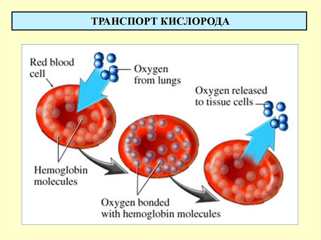 Транспорт кислорода. Транспортная функция белков гемоглобин. Гемоглобин функция белка. Транспортная функция гемоглобина. Транспортно-дыхательная функция гемоглобина.