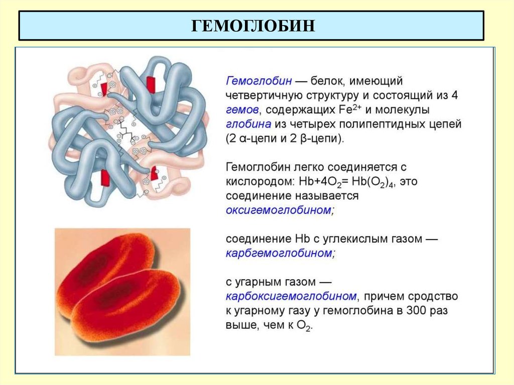 Гемоглобин. Четвертичная структура гемоглобина. Полипептидные цепи гемоглобина. Гемоглобин картинки.