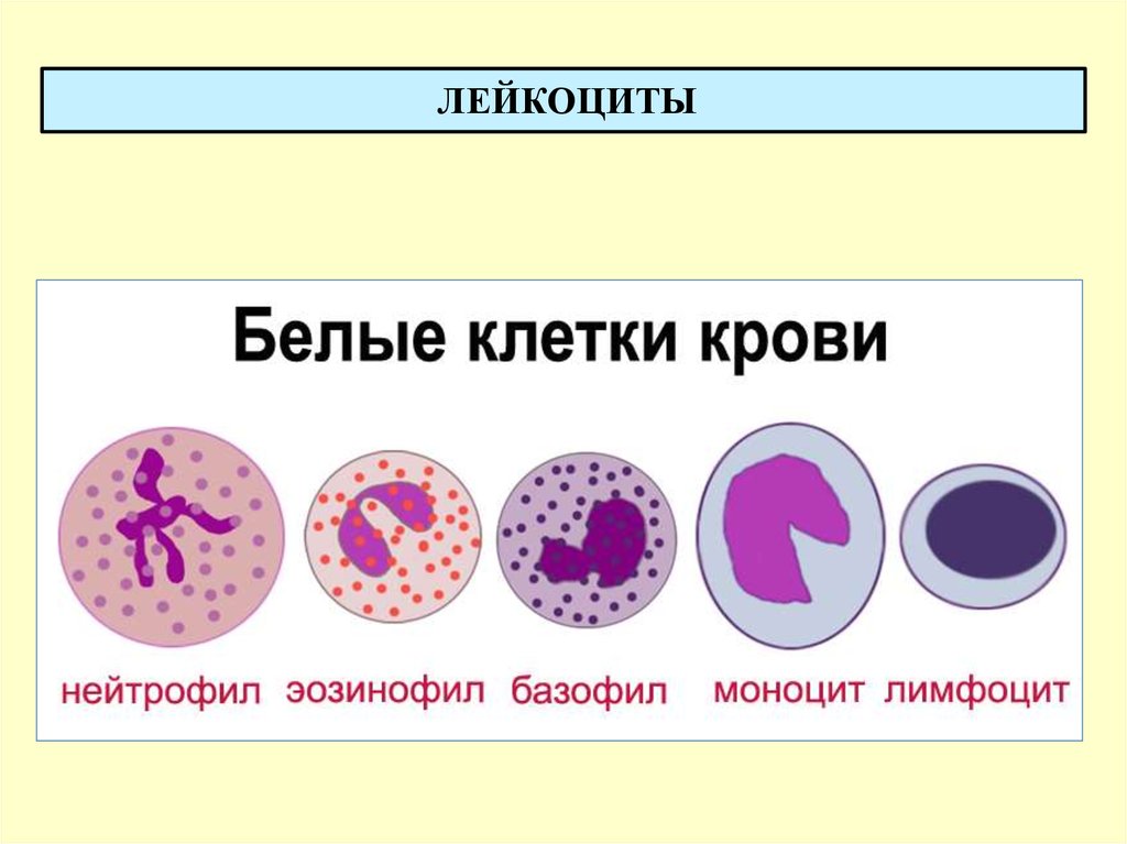 Элементы белой крови. Клетки крови лейкоциты рисунок. Строение клеток крови рисунок. Клетки крови эритроциты лейкоциты тромбоциты рисунок. Типы клеток крови рисунок.