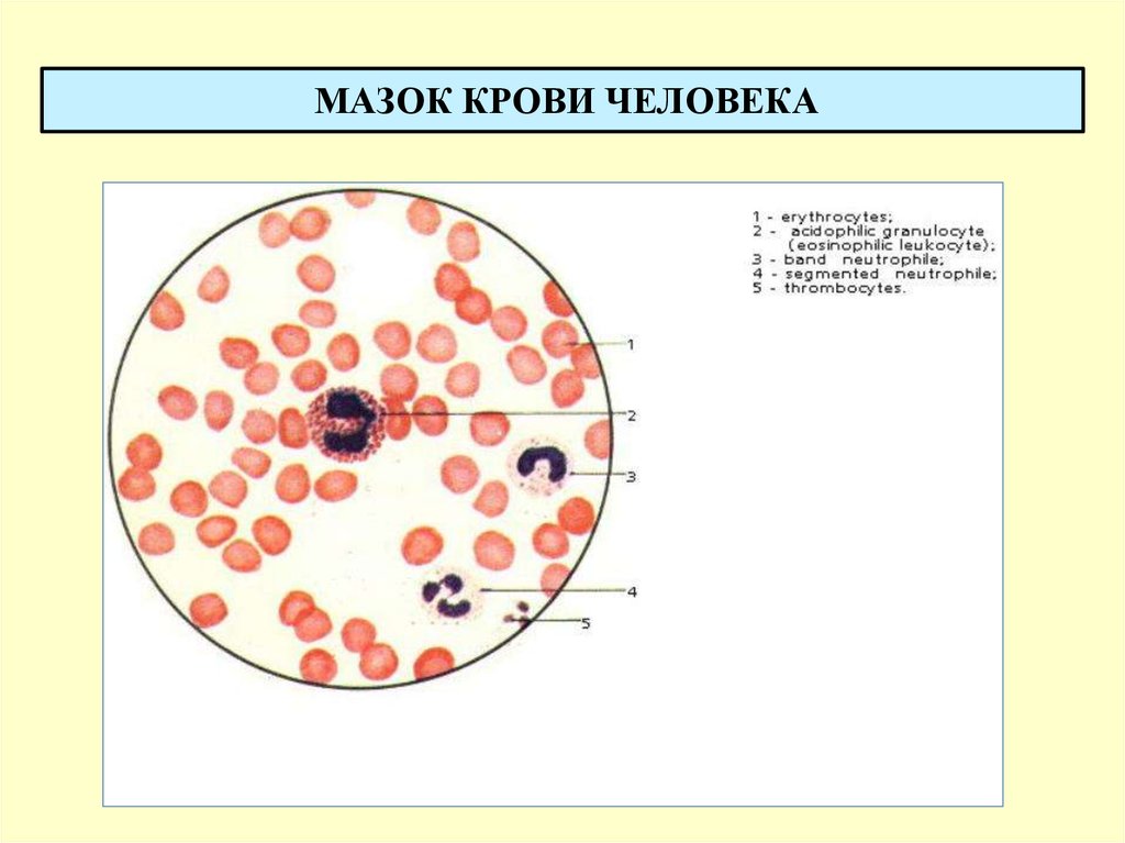 Мазок крови человека рисунок с обозначениями