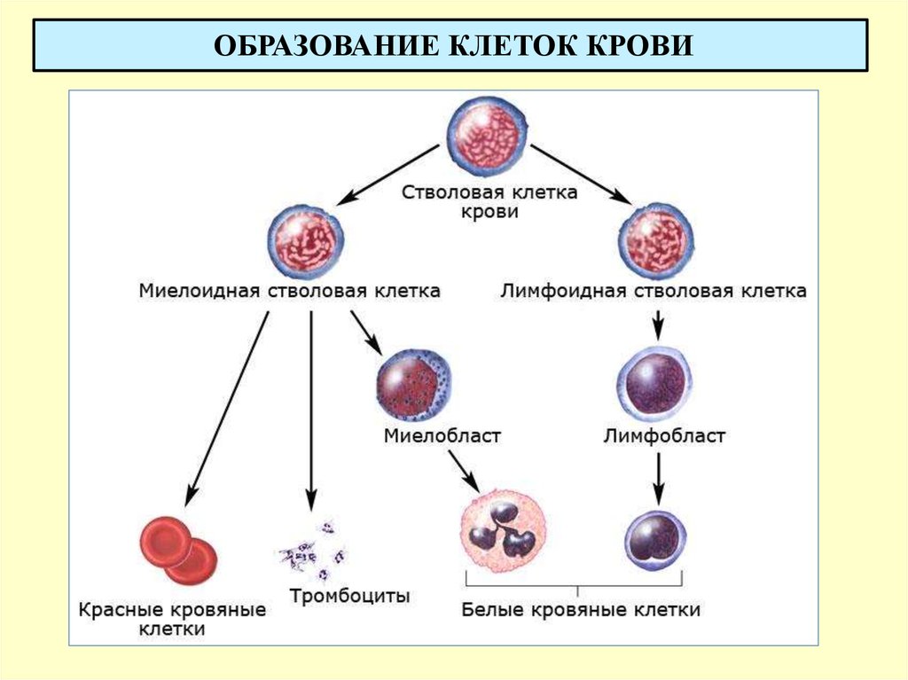 Схема белых клеток крови