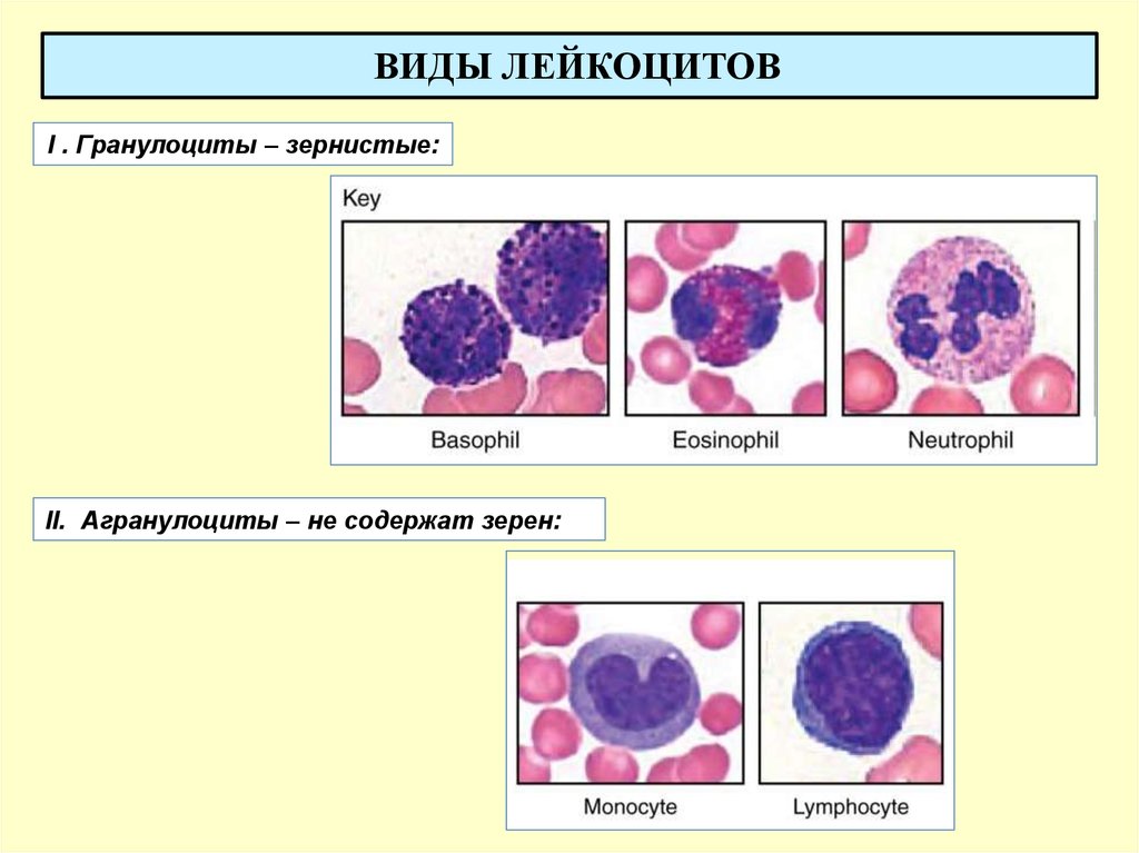 Отличия лейкоцитов. Лейкоциты гранулоциты и агранулоциты. Лейкоциты агранулоциты. Строение агранулярных лейкоцитов. Зернистые гранулоциты.