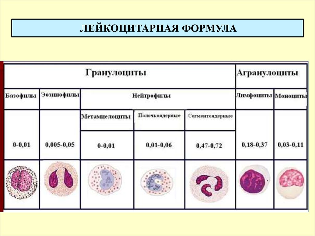 Лейкоцитарный анализ. Лейкоцитарная формула норма. Лейкоцитарная формула миелобласты. Микроскопия лейкоцитарной формулы норма. Лейкоцитарная формула физиология.