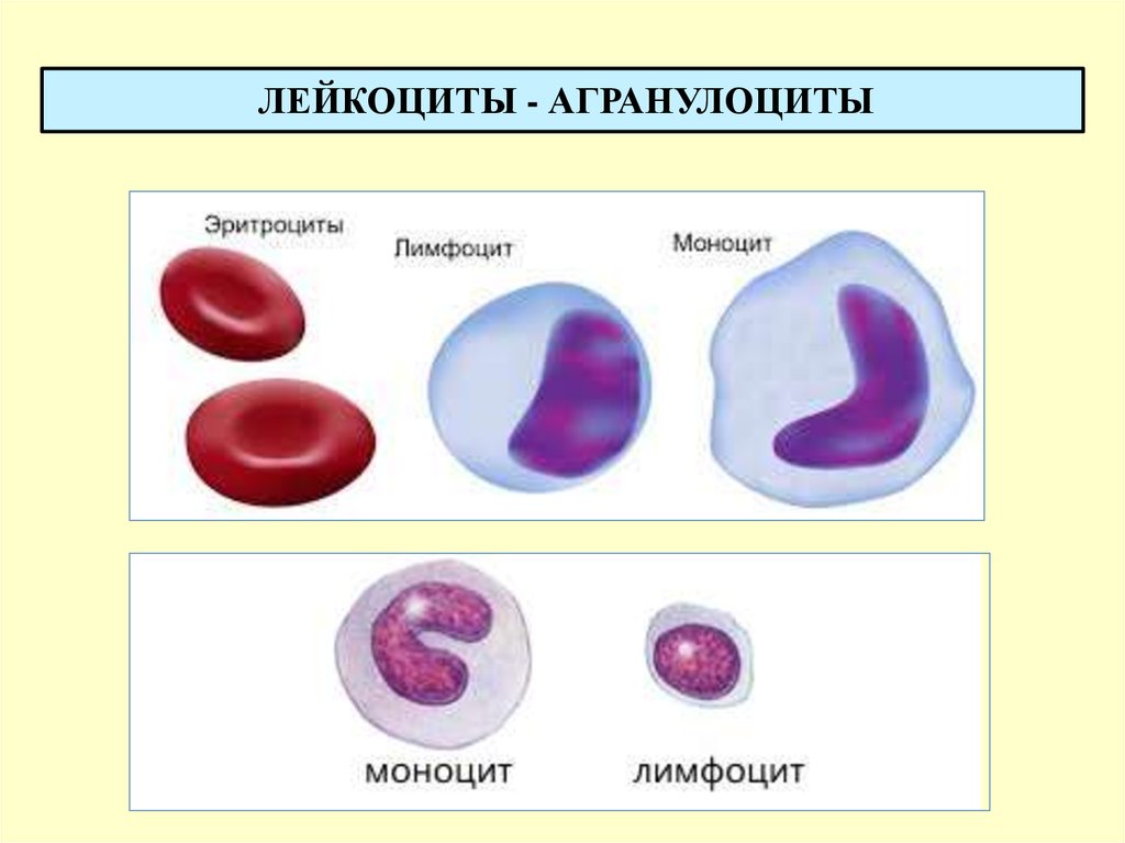 Лейкоциты отличие. Агранулоциты (незернистые лейкоциты):. Строение агранулярных лейкоцитов. Агранулоциты крови. Форма лейкоцитов человека.