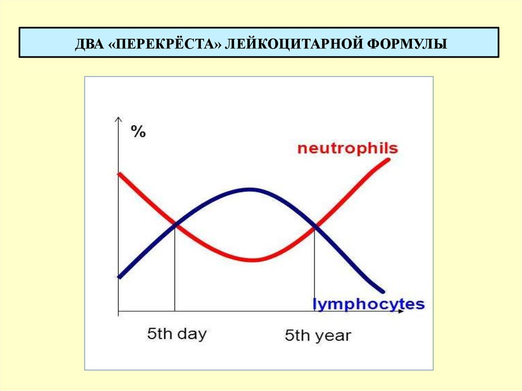 Схема физиологического перекреста лейкоцитарной формулы у детей