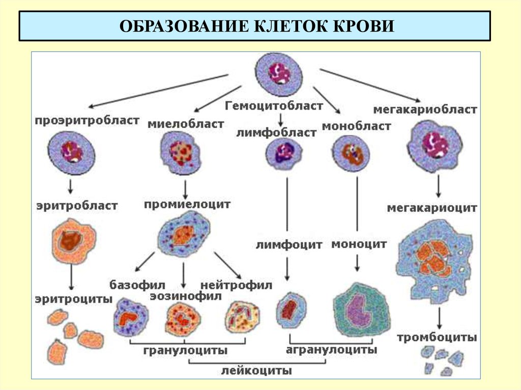 Схема образования тромбоцитов