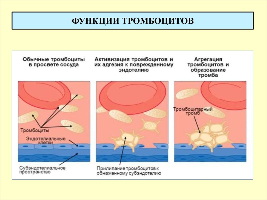 Функциональная активность тромбоцитов