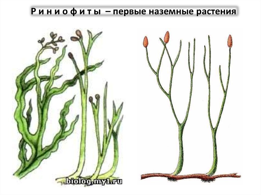 Происхождение растений 2 класс