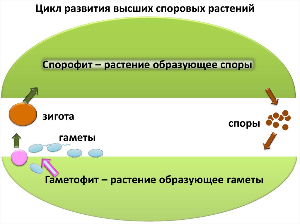 Гаметы высших споровых растений образуются в