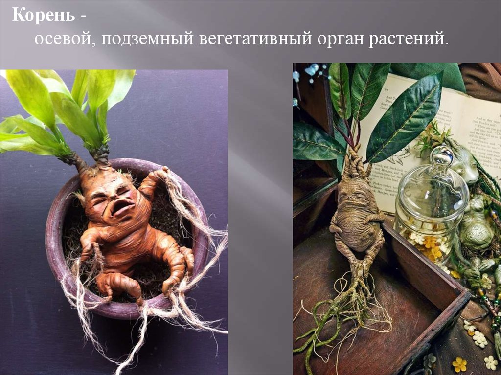 Корень это осевой вегетативный орган. Подземный вегетативный орган. Осевой подземный орган растения.. Осевой корень. Вегетативные органы растений.