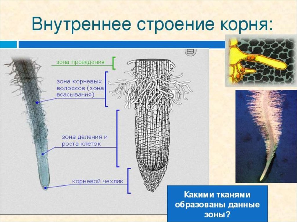 Корень биология презентация