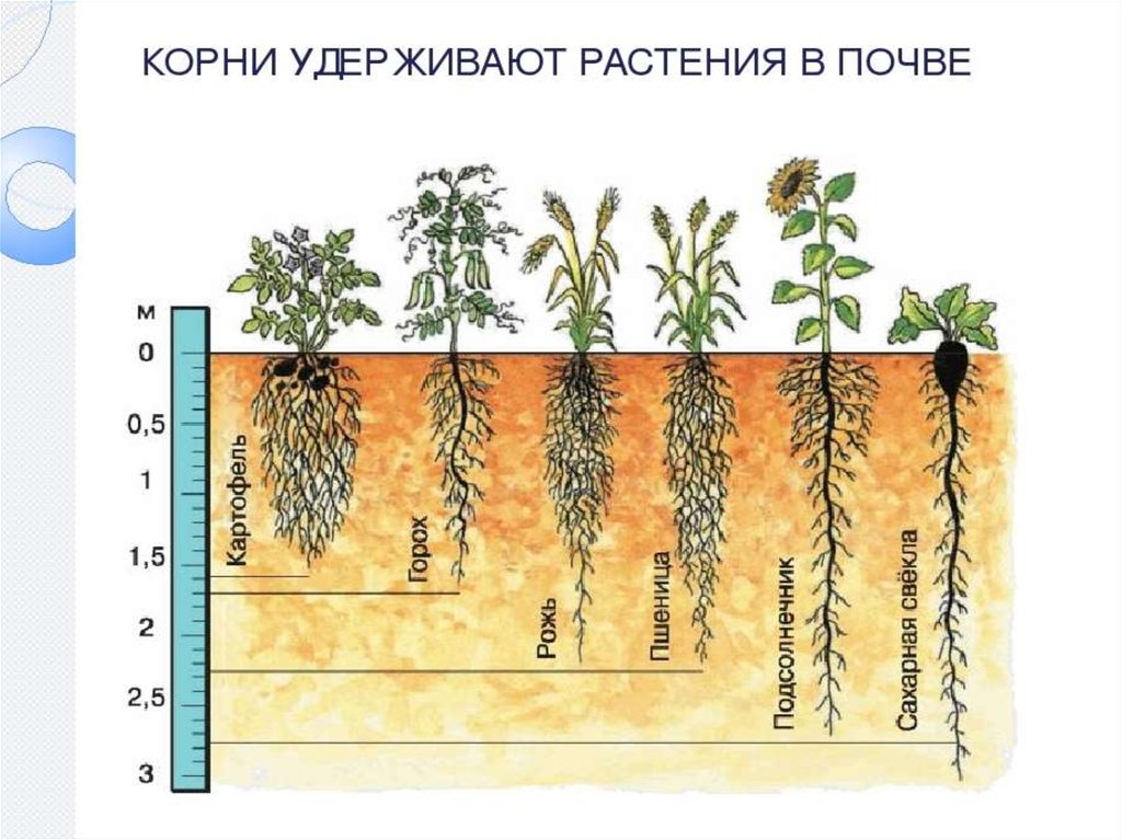 Насколько корень. Глубина проникновения корневой системы цветов. Корневая система растений глубина.