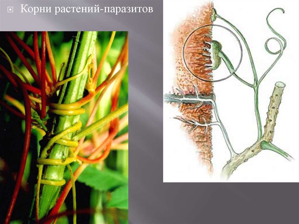Распределите предложенные растения по группам полупаразиты паразиты. Повилика заразиха омела. Гаустории повилики. Повилика корни. Корни-паразиты повилика.