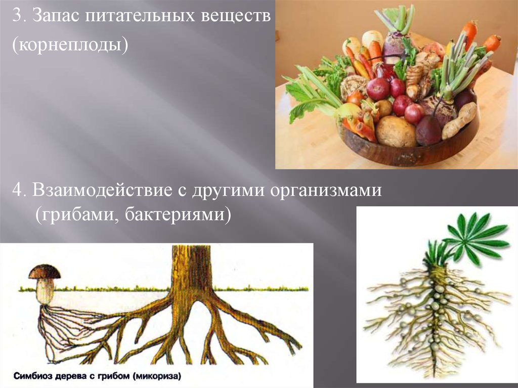 Где находится запас питательных веществ. Запас питательных веществ. Запас питательных веществ в корнях. Запас питательных веществ в корнеплодах. Запас питательных веществ это в биологии.