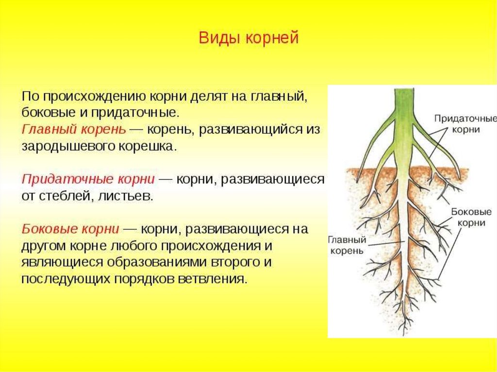 Презентация на тему виды корней и типы корневых систем 6 класс биология