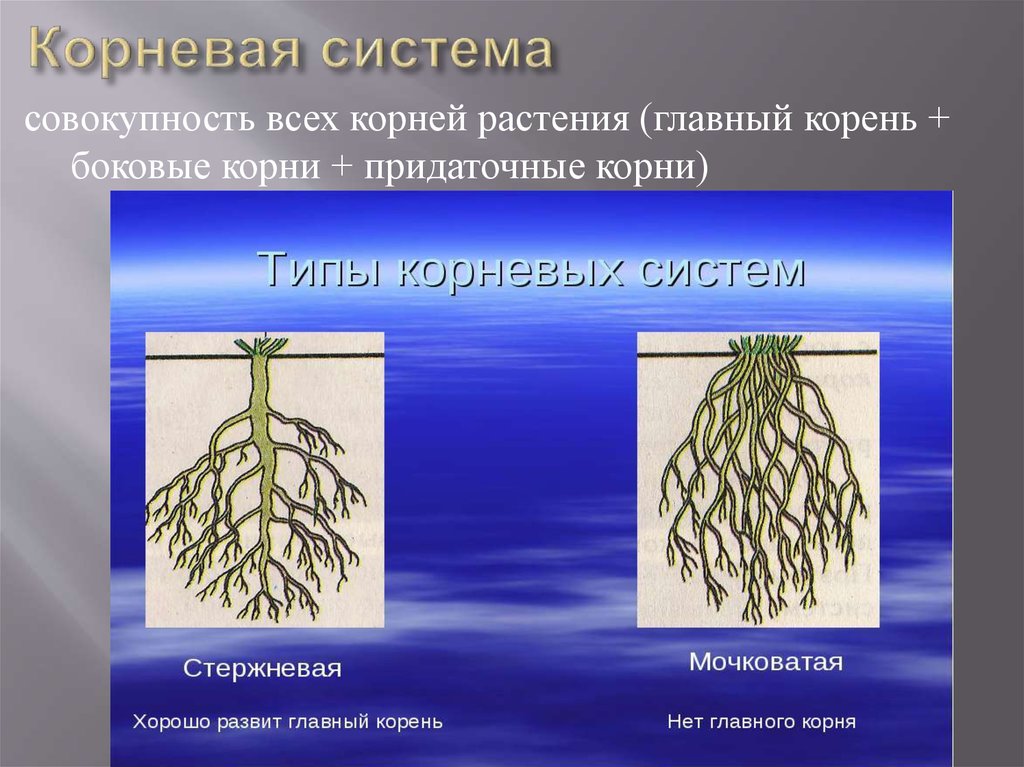 Корни одного растения называют корневой системой потому. Типы корневых систем стержневая и мочковатая. Корневая система стержневого типа.