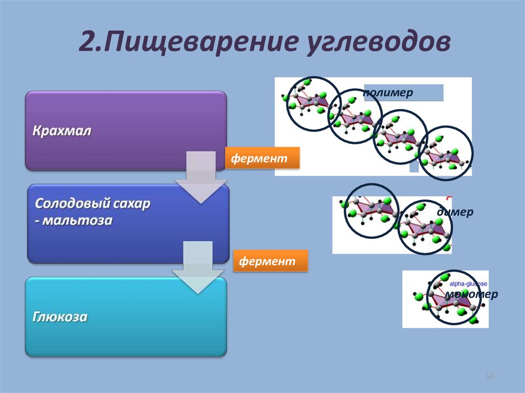 Схема переваривания углеводов биохимия