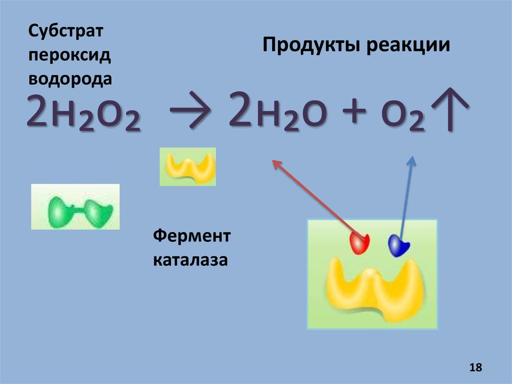 Продукты реакции кислорода. Каталаза и пероксид водорода. Расщепление пероксида водорода. Разложение пероксида водорода каталазой. Расщепление пероксида водорода ферментом каталазой.