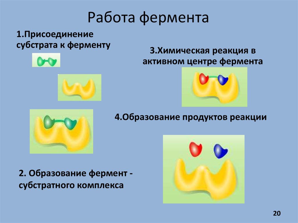 Схема образования комплекса фермент вещество