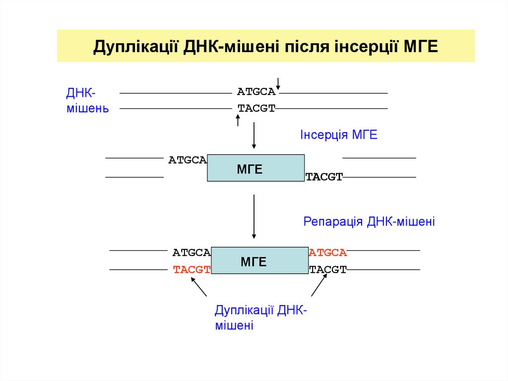 Дуплікації ДНК-мішені після інсерції МГЕ