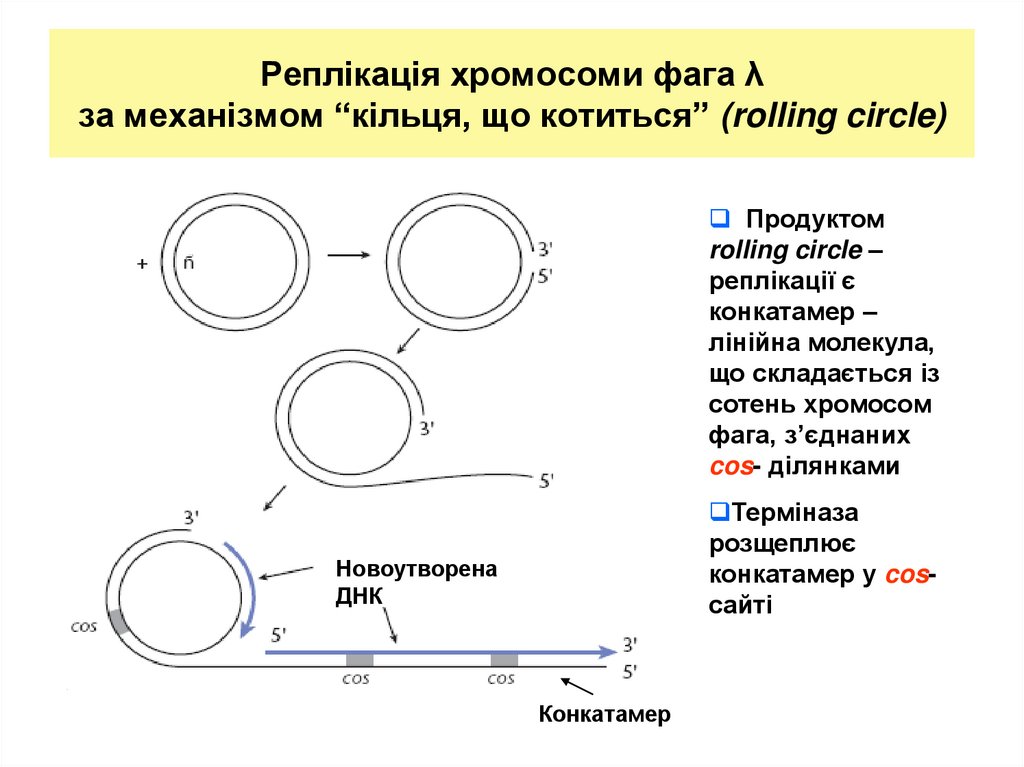 Реплікація хромосоми фага λ за механізмом “кільця, що котиться” (rolling circle)