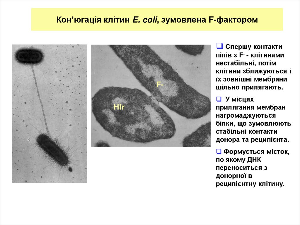 Кон’югація клітин E. coli, зумовлена F-фактором