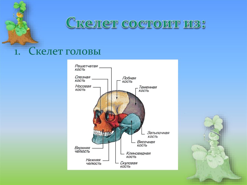 Из чего состоит скелет бабочки. Наличие наружного скелета, состоящего из трех слоев. Из каких мономеров состоит скелет мухи.