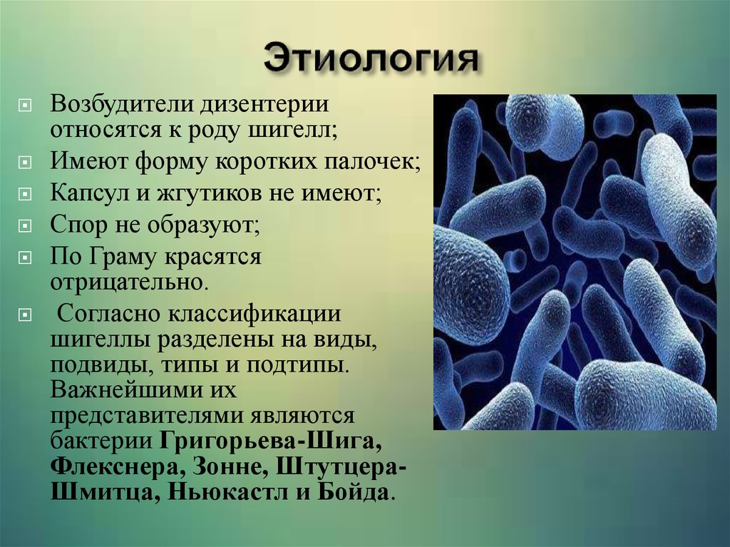 Заболевания которые являются бактериями. Шигеллы дизентерии. Возбудители бактериальных кишечных инфекций дизентерии. Возбудители бактериальной дизентерии. Дизентерийная палочка форма бактерии.