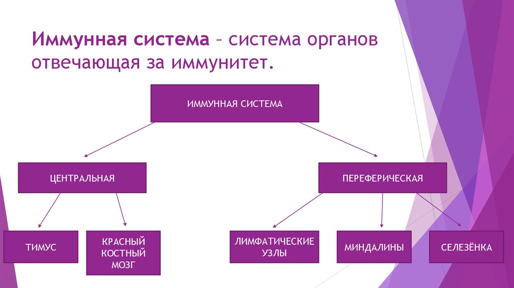 Презентация на тему иммунитет 8 класс биология