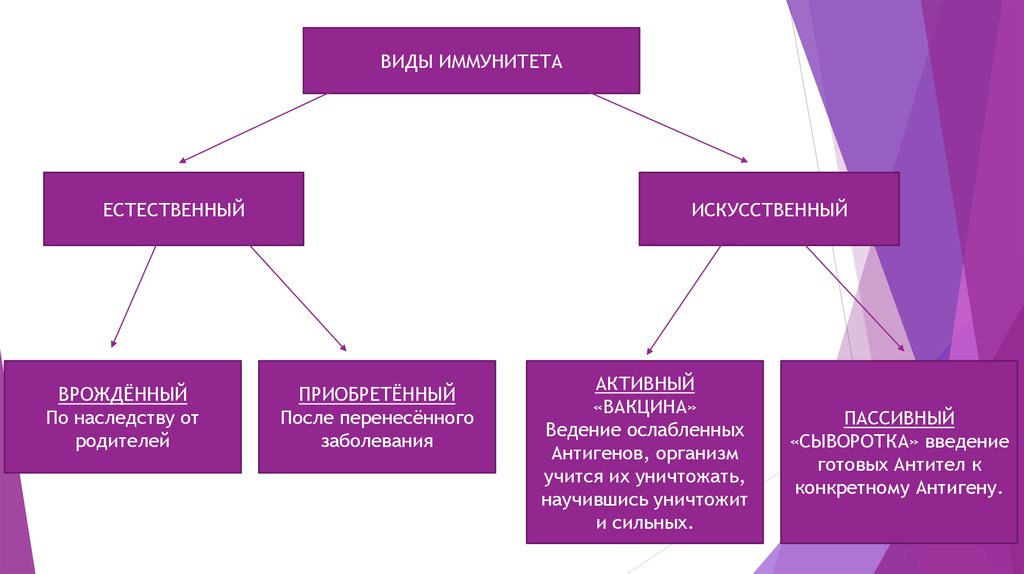 Презентация на тему иммунитет 10 класс