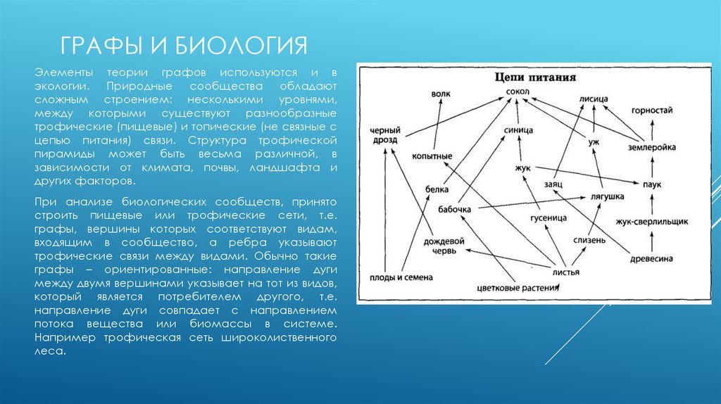 Тема графы. Теория графов в биологии. Граф в биологии. Применение графов в биологии. Граф биологической классификации видов.