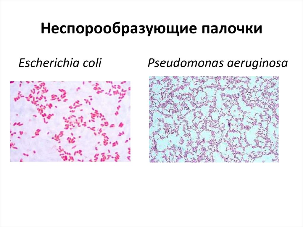 Группа палочка