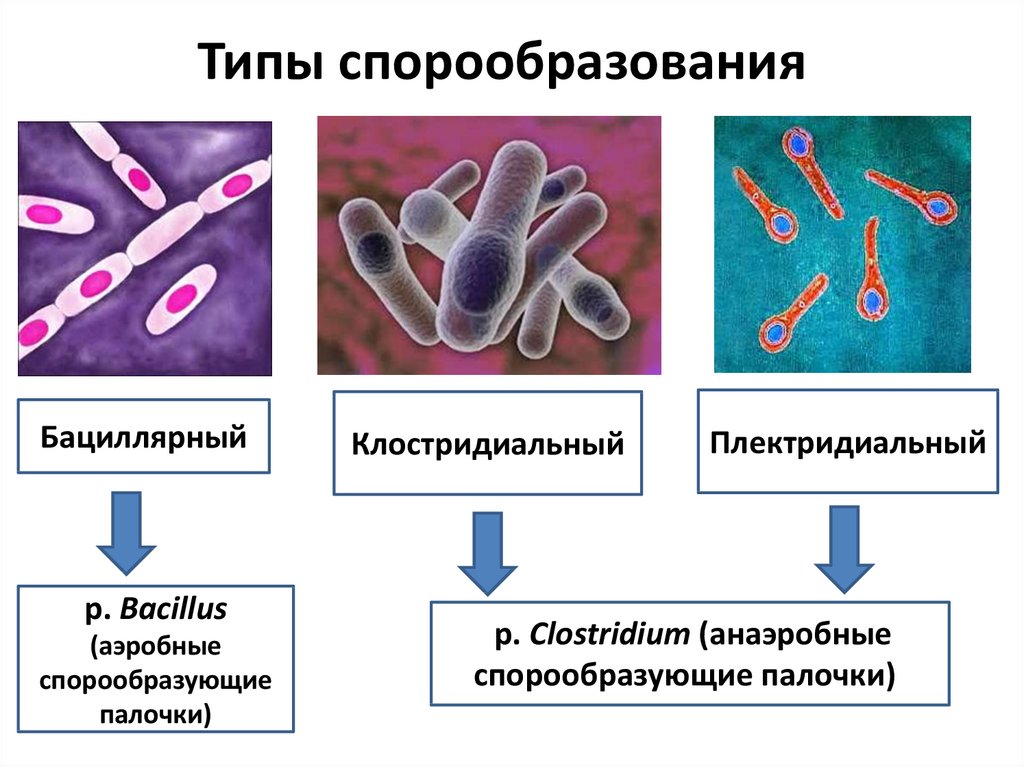 Форма спор бактерий. Бациллярный Тип спорообразования у бактерий. Типы спорообразования у бактерий. Спорообразование бактерий типы бацилл. Типа спорообразования микроорганизмов.
