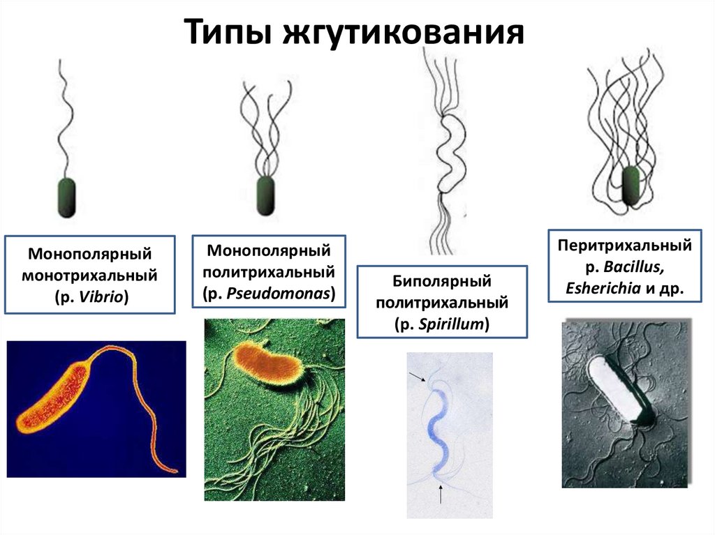 Лофотрихи. Типы бактерий по расположению жгутиков. Монотрихи перитрихи. Монотрих расположение жгутиков. Монотрихи лофотрихи амфитрихи.