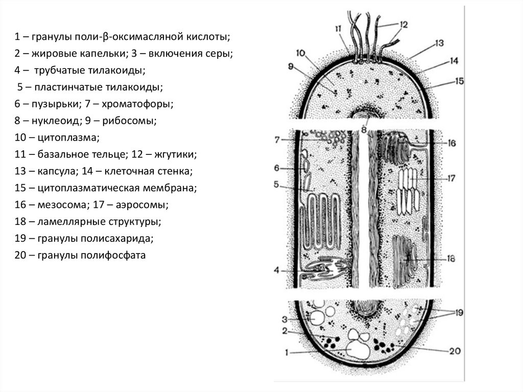 Хроматофоры характерны для