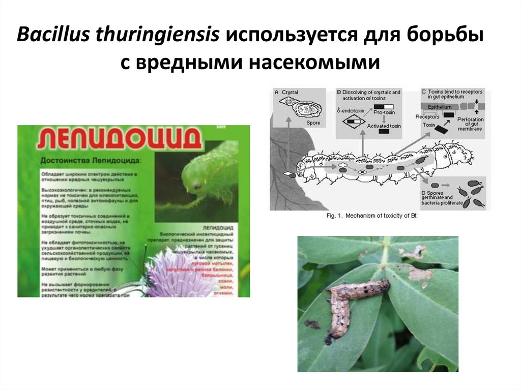 Bacillus thuringiensis это представитель рода