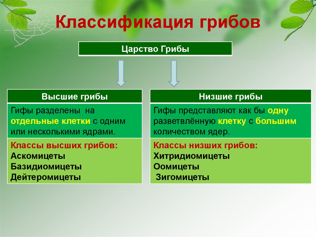 Презентация высшие грибы