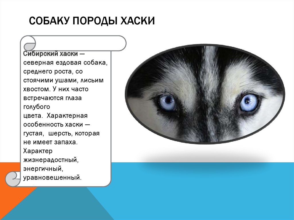 Собаку породы Хаски