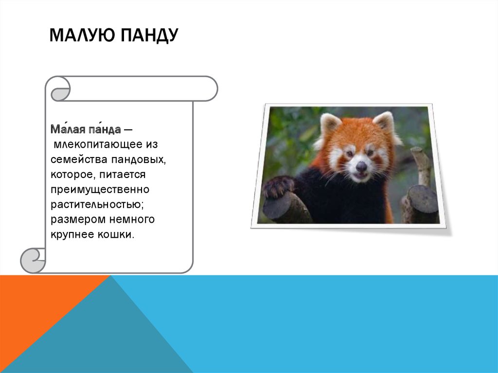 Малую панду