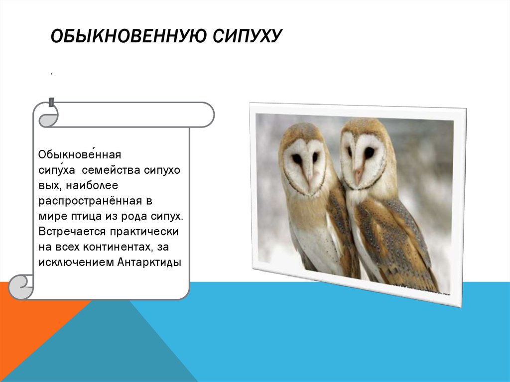 Обыкновенную сипуху