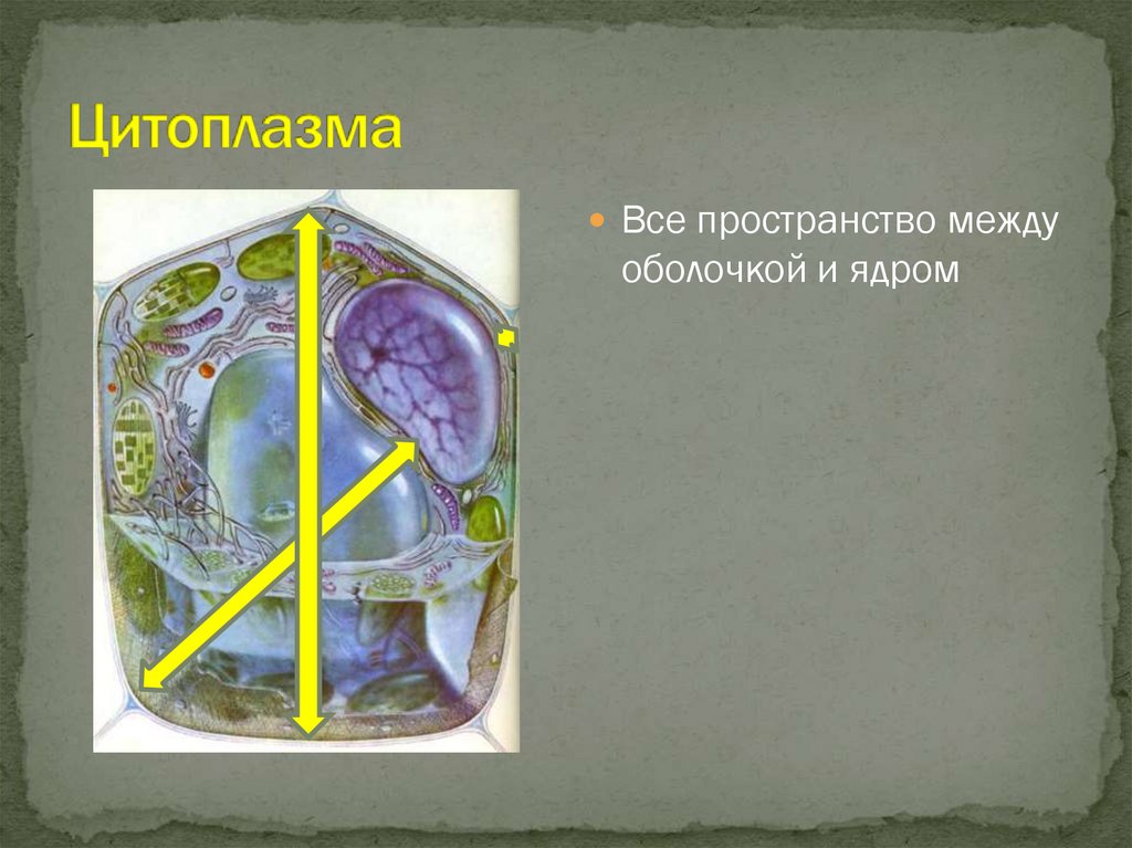 Цитоплазма придает клетке форму